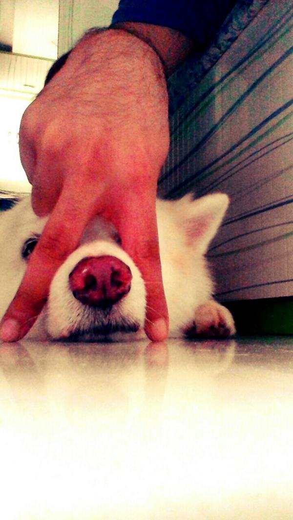syapa2's tweet photo. #Ticket to my Sunburn
#brolove  #doglove #OnMyWay  @SunburnFestival http://t.co/mL2eSP1mLc