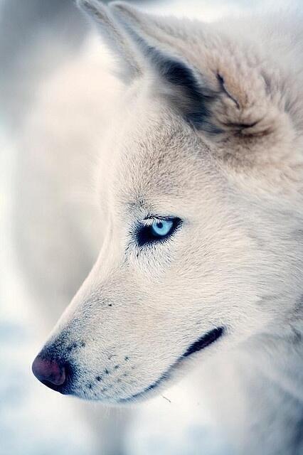 _Paisajes_'s tweet photo. Precioso lobo blanco, una maravilla. http://t.co/D5PLAVg9gt