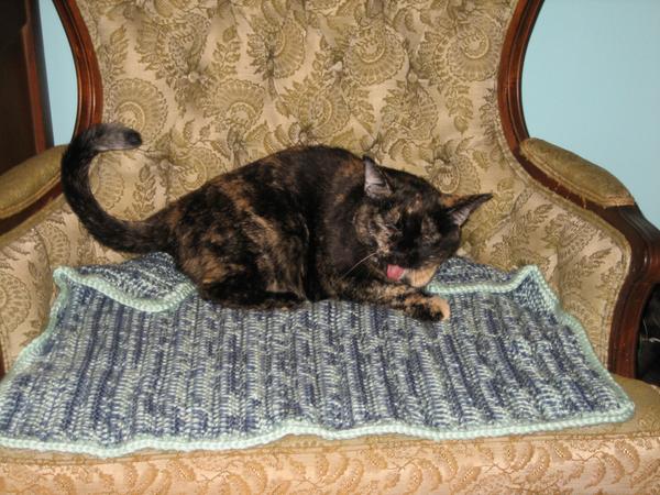 jmuhj1's tweet photo. *Silliest #tortoiseshell #torti #bateared whapping tortle in the West* http://t.co/Lm57hlueWk