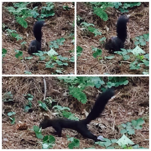 devming's tweet image. 청솔모?!ㅋ (@ 서달산 달마공원) swarmapp.com/devming/checki…