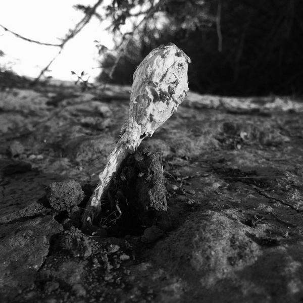 drewrog's tweet image. Fungus among us #foundscenes #fungi #desert #phoenix #monsoonseason #Hipstamatic #Wonder #BlacKeysExtraFine