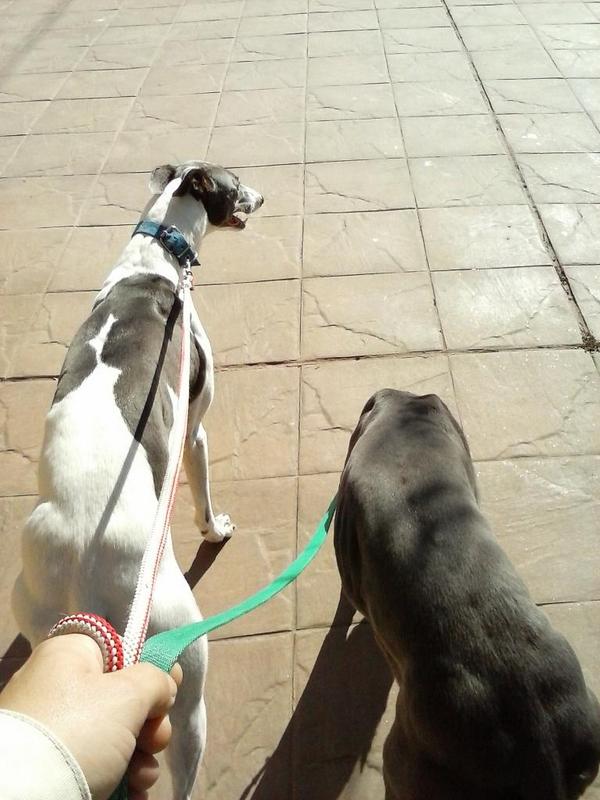 RScarafoni's tweet photo. Salimo a caminar http://t.co/Ohcb3IRGxQ