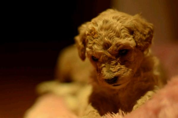 VENDO Caniche Toy. De 45 dias, color marron. Esta vacunado y desparasitado.