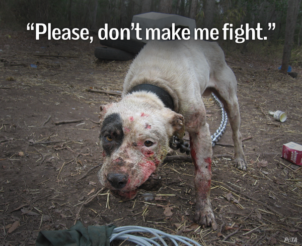 peta's tweet photo. Pitbulls r the most ABUSED &amp; NEGLECTED dogs on Earth.

They should NOT b treated like punching bags. RT if u agree! http://t.co/9eUnaJCsXd