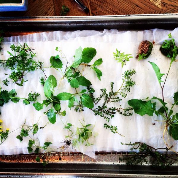 Fresh herb haul from Ann Siang for today's new menu photo shoot #oxwelldiningroom