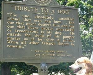 GilabbeyVets's tweet photo. Tribute to a #dog http://t.co/l8siDLwjI7