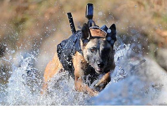 一里昂世 Kousei Hitosato 災害救助犬 盲導犬 聴導犬 介助犬 地雷探知犬 麻薬探知犬 銃器探知犬 検疫探知犬 Etc こんなにも人のために働く生物が他にいるでしょうか なのにどうして彼らの命が 器物 以下なのか Http T Co P4ivxx15fk Http T