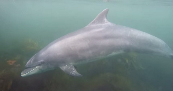 dailyedge's tweet photo. This soothing video of Fungi the Dolphin will ease you into the week http://t.co/RIA7UD4xcL http://t.co/4N731KruJl