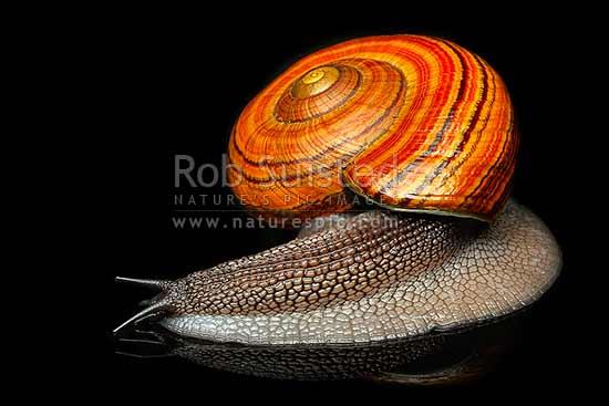 RobSuisted's tweet photo. Some awesome native NZ giant carnivorous photos just finished. 65mm shell! #Powelliphanta http://t.co/bAUBsXs7J4