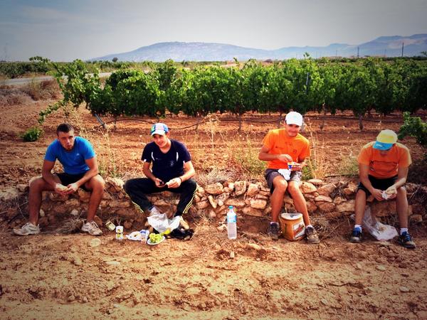 Julio25Gomez's tweet photo. La cuadrilla 2014 impresionante! #cuadrilla #finca #Vendimia2014 #almendra2014 http://t.co/p7foq4rVOR