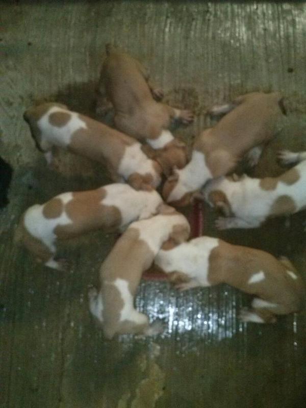 tente_mm's tweet photo. SE VENDEN AMERICAN STAFFORDSHIRE TERRIER NACIDOS EL 24 DE JULIO. Listos xra entrega. 100 euros.  669598712. Xfa RT! http://t.co/HFZEFd2M0y