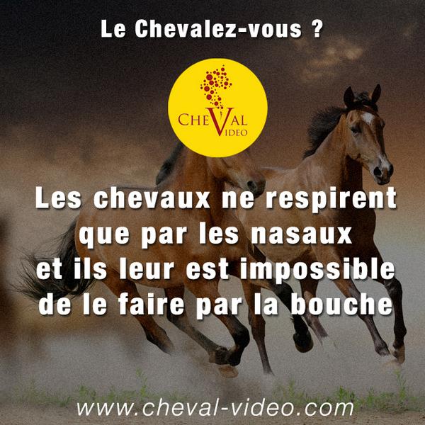 Cheval Video On Twitter Le Saviez Vous Version Equestre Et Vous Vous Le Saviez Http T Co 83yoiybk38