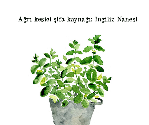 HMAromaterapi's tweet photo. Harika bir ağrı kesici olan İngiliz Nanesi Uçucu Yağının tüm faydalarını öğrenin http://t.co/cKoOkm7ko2 http://t.co/xOrbbIZTMg