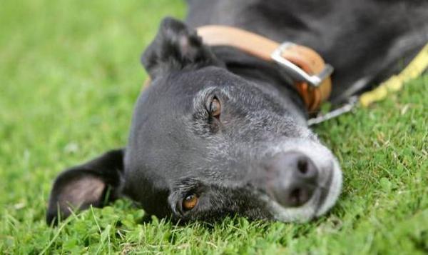 daniellagraham's tweet photo. Poor Jed has been looking for a home for nearly seven years. @DogsTrust http://t.co/MX9YX5plov http://t.co/E9xJAI4JP0