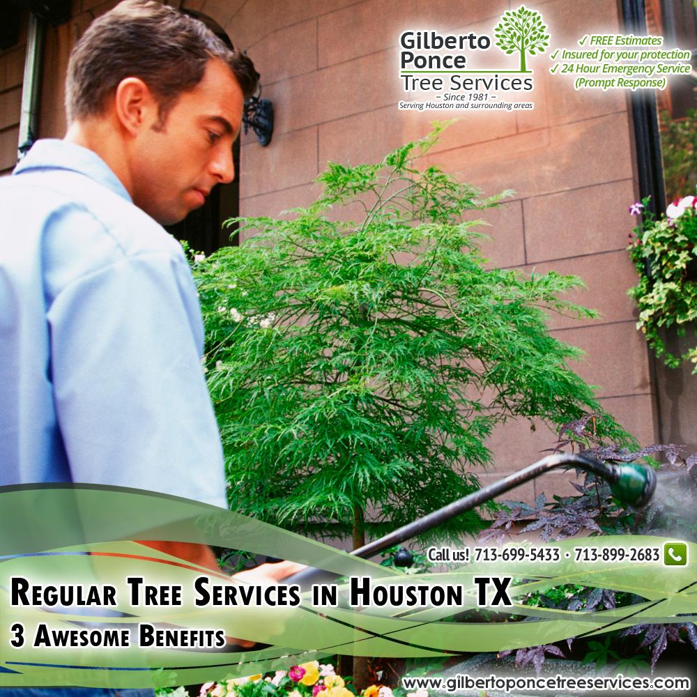 GilbertoPonceTree on Twitter &quot;Regular Tree Services in