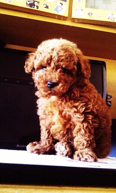 Danielle peng (@demipeng) on Twitter photo 