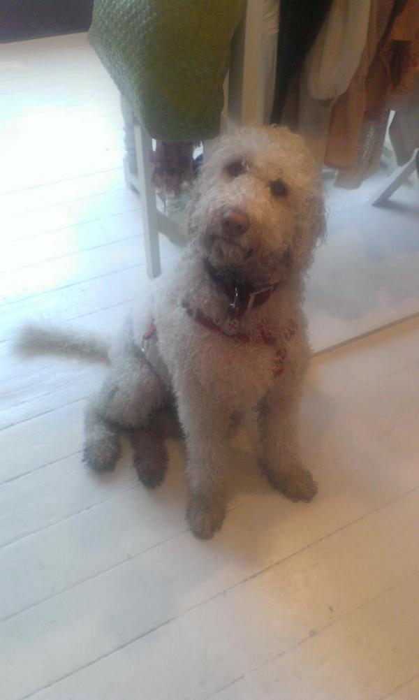One soggy doggy!