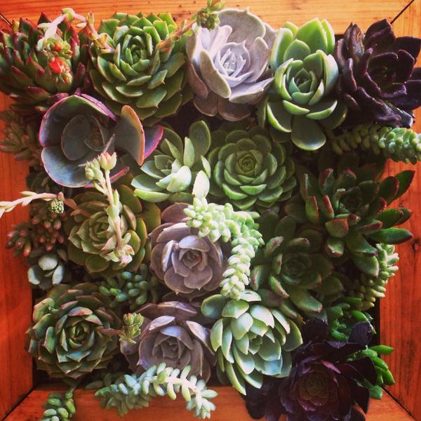 naturescut's tweet photo. Living picture frames! I know you want one... http://t.co/FJPUTRhBiC