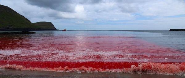 JavierMorenoIA's tweet photo. Teñido de sangre ha quedado el mar de las #IslasFaroe en #Dinamarca por la matanza de #ballenas. Sin palabras :( http://t.co/SMqG17gAcN