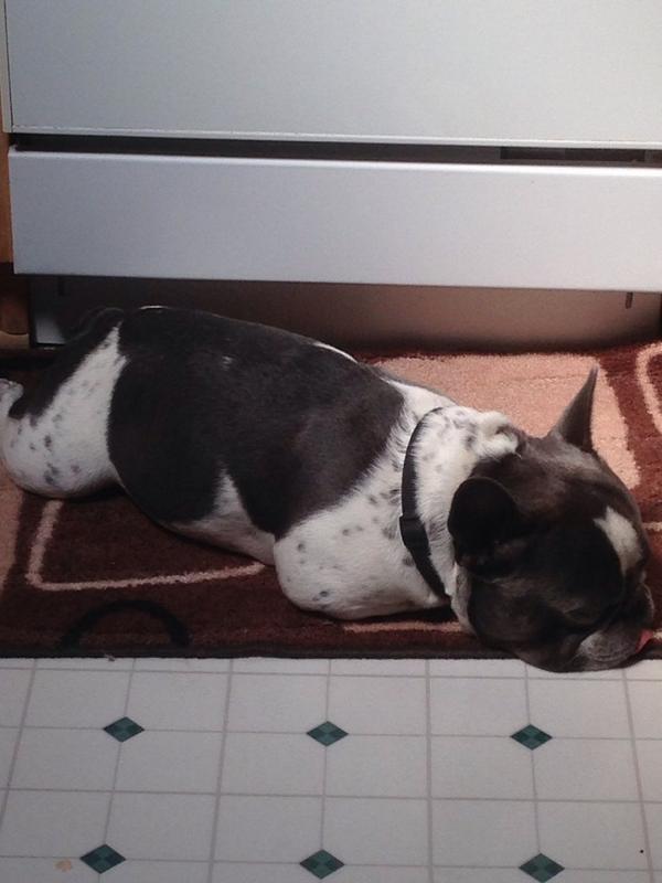 FrenchieTigger's tweet photo. Whoops forgot pic http://t.co/3oHBdUX4q9