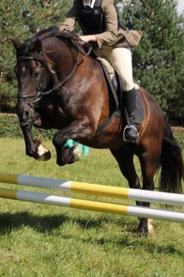 TorTurnerVP's tweet photo. ❤️🐎😃 http://t.co/V0AUj97FSb