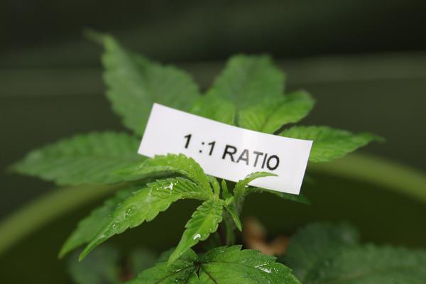 CannabisCoins's tweet photo. Its out http://t.co/LiqcZj06d4 Ratio has been established #CANN $CANN #marijuananews #bitcoin #investing #stocks http://t.co/JzuSgI37Jw
