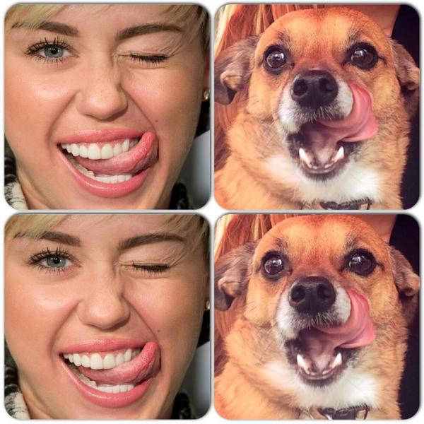icruiz93's tweet photo. Just being famous... You know @MileyCyrus http://t.co/KsZJvq2lUx