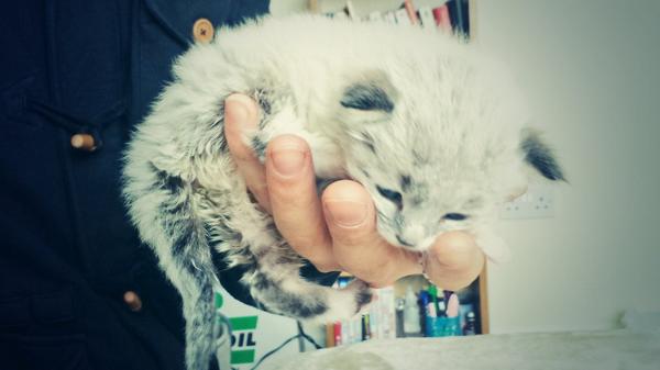 Merk_Wood's tweet photo. Merkwoods new mascot sid the kitten #merkwood #fashion #kitten #cute #fluffy #streetwear http://t.co/KhrWUCzohN http://t.co/nT9TfvSJJn