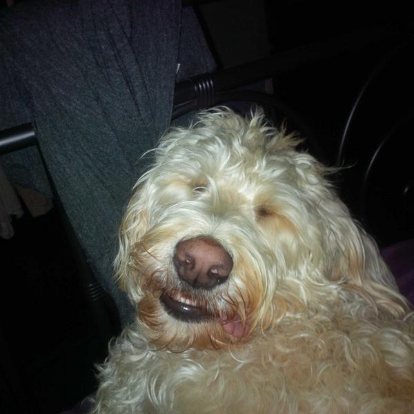 KellyDarbyson's tweet photo. @LP_FIT what have you done to my dog!! #ruffworkout #sotiredithinkiwillnapnow #wherestherecoveryproteintreats http://t.co/bVRB4Emdl9