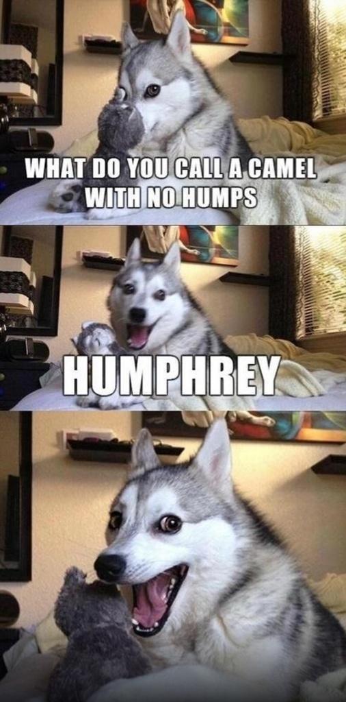 Funny Fat People tweet media