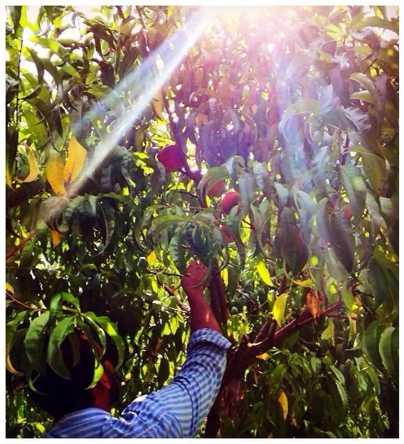 VisitBucksPA's tweet photo. Wonderful news! RT @ShadyBrookFarm: First bit of news; yes, there are still peaches left for picking on the trees! http://t.co/vaT9zQh2Xi