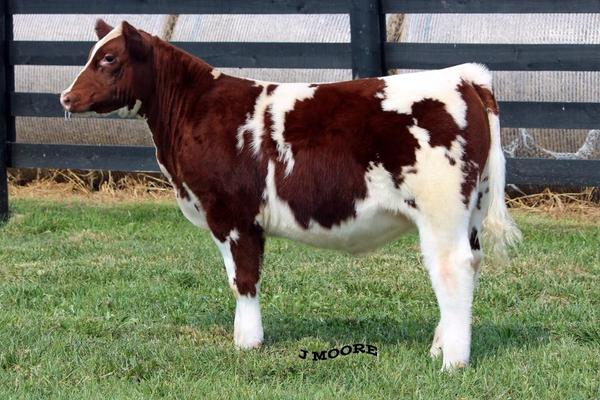 codyhall14's tweet photo. Half blood shorty sells October 6th #showcasecattle @mattlautner http://t.co/fxUCGo5q9w