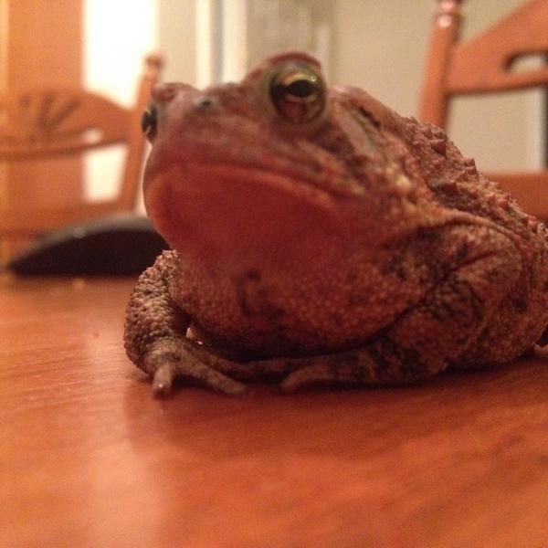 JustThatToad's tweet image. Ma toady!