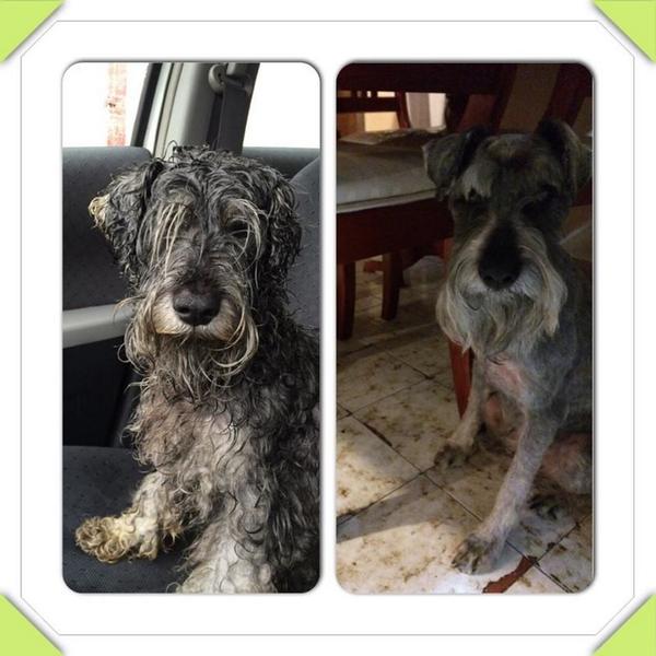 cat_ALE_jo's tweet photo. @Coapa_ Vecinos! encontramos a este peludo (al parecer viejito) en la calle d Bombas, cerca d Villa Coapa, RT x fa! http://t.co/ept12EWaaG