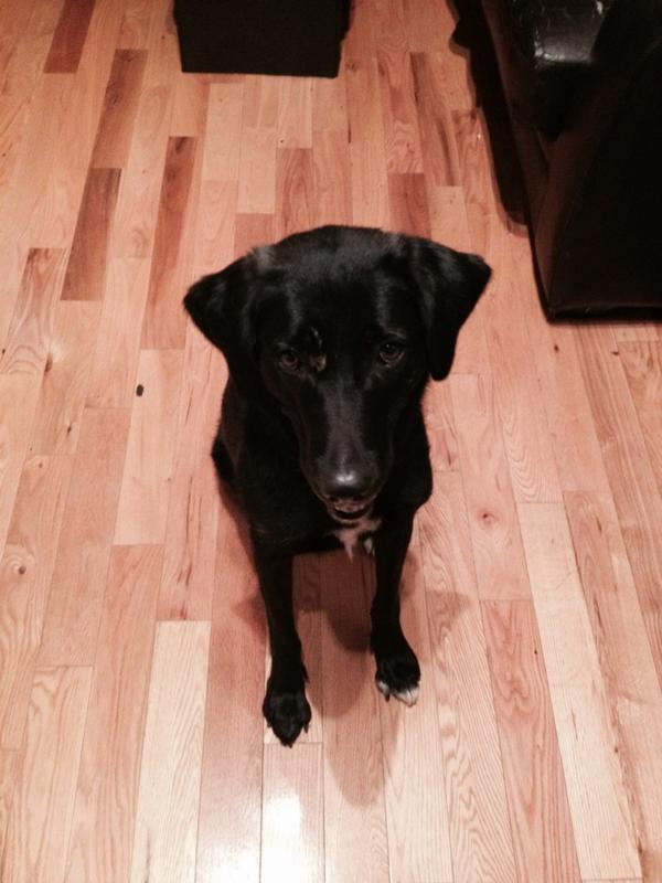 pilotprojectsTO's tweet image. Best. Greeter. Ever. #doglife$