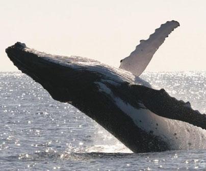 GreenpeaceArg's tweet photo. #UnBuenDia para las ballenas. En 15 días se podría crear un santuario para ellas. FIRMÁ AHORA: http://t.co/L3oeYvGuSU http://t.co/xmeyt1OIeJ