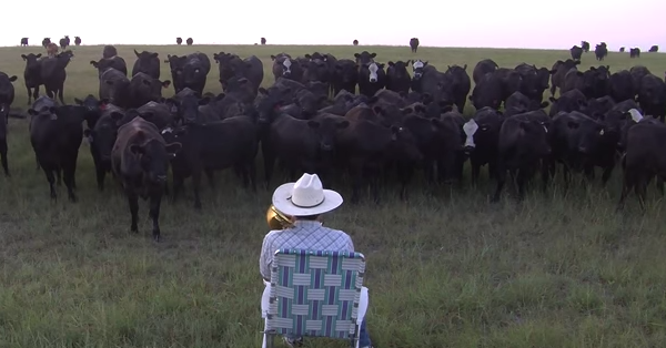OMGFacts's tweet photo. This Farmer Calls His Cattle In The Most Unique Way. I Didn't Know This Would Work ---> http://t.co/Ha9wmNkxE7 http://t.co/5sJBZfE50I
