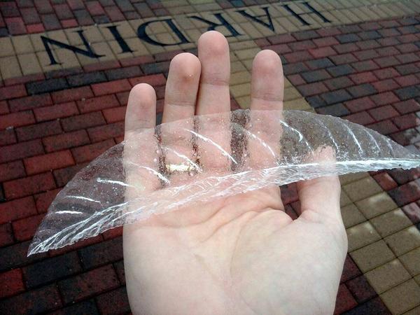 tym4learning's tweet photo. Pulled A Layer Of Ice Off A Leaf...How Cool!!! http://t.co/l28n4z7xGr