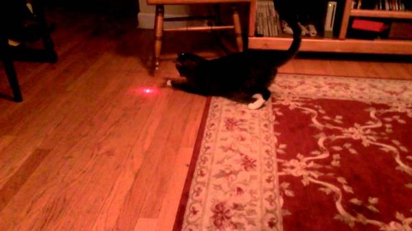 HeyPressPlay's tweet photo. Cat with laser ... - http://t.co/e5w0y3Yjod - #Animals #Cats #Funny #Humor #Pranks http://t.co/qX6HujfD01