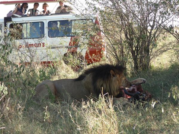 pollmanstours's tweet photo. @whyILoveKenya Chance to see it happening live..... Not just on the Big Cat Diaries. http://t.co/CkXB4uK2FK