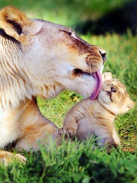 動物舐められるライオン