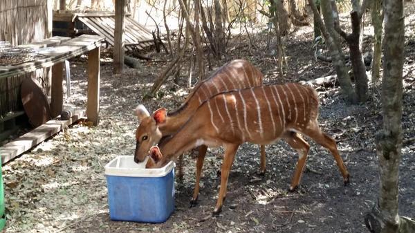 RangerbeeBianca's tweet photo. Look who infound outside my kitchen enjoying some coolerbox water http://t.co/PpMRQ2pLYF