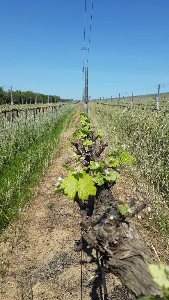 Cathedral Cellar tweet media