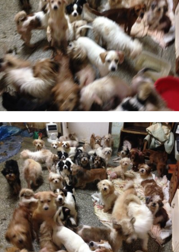 bingokingman's tweet photo. 60마리 유기견을 돌보는 콜리아빠를 도와주세요
마산 콜리아빠, 비에 잠겨서 아이들을 구해 냈습니다 주변에서 빗물에 개들을 흘려보내라,약놓아서 죽여라.했답니다 ..무한공유
http://t.co/FmQhKAZZWG http://t.co/JYlseeWSqd