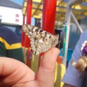 KidsIncUK's tweet image. York Road released their Butterflies today #flutterflutter @Insectlore!