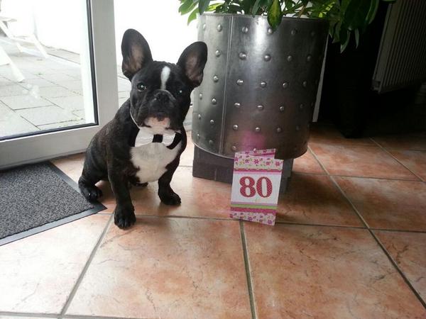 frenchiebilly's tweet image. I am ready for 'grandma's' 80 birthday-party