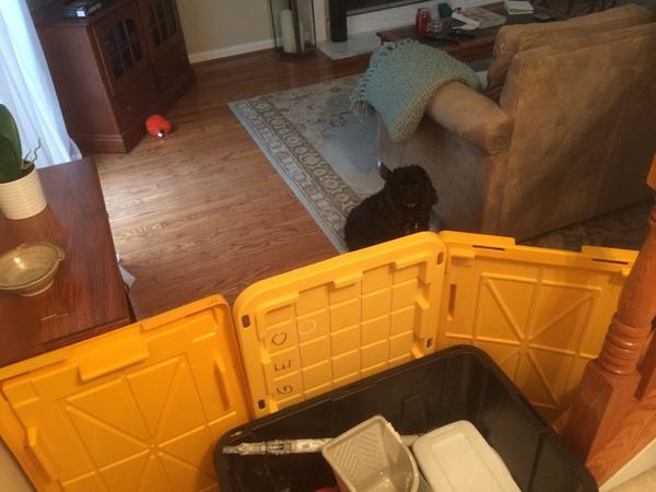 ANGEOPAINT's tweet photo. Have a cute little homeowner that needs to be protected while you work? Your lids and boxes make a temp. doggie gate! http://t.co/CtvtqClSM1