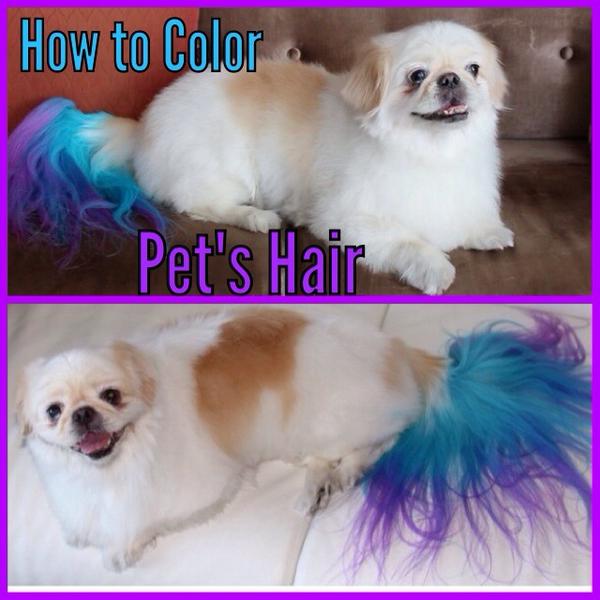 Guy_Tang's tweet photo. NEW video up in my channel http://t.co/DbHvPHuIVY #ombre #spudgy #not #divadog @MariahCarey #balayage #petcolor http://t.co/bvTk1Q2nHj