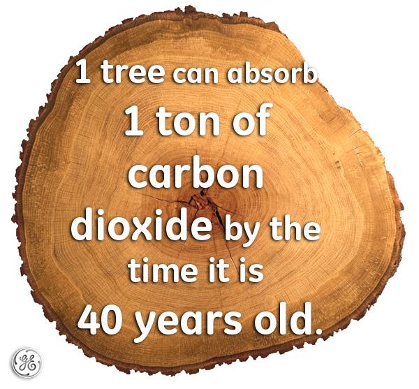 Greenpeaceafric's tweet photo. While we celebrate #ArbourWeek, lets look at some of the reasons trees are awesome... http://t.co/N9zP2UHwTH