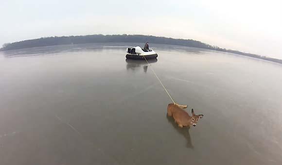 CoolContentBro's tweet image. Hovercraft Deer Rescue - coolcontentbro.com/hovercraft-dee…